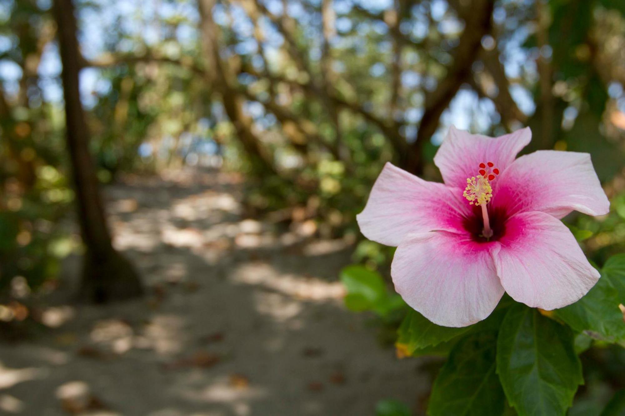 בוריטאקה Gitana Del Mar Beach Retreat מראה חיצוני תמונה